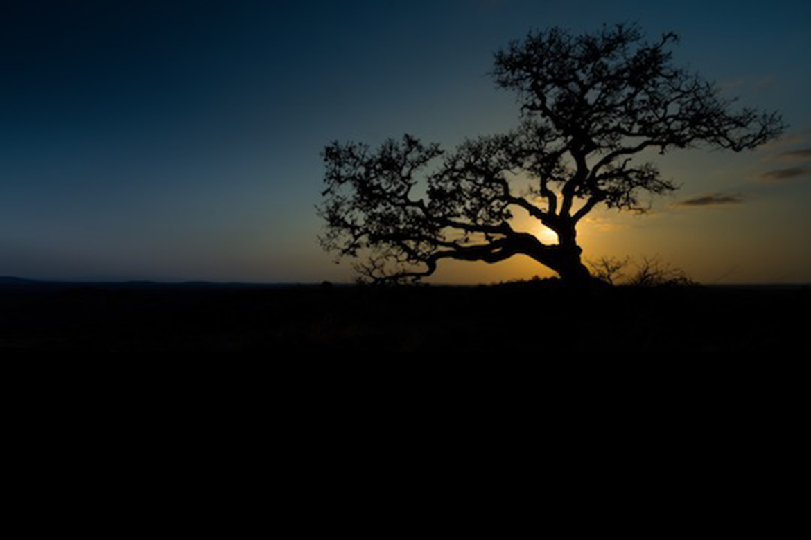 Wild fig tree in South Africa at sunset.