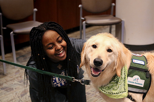 Destress Therapy Dogs